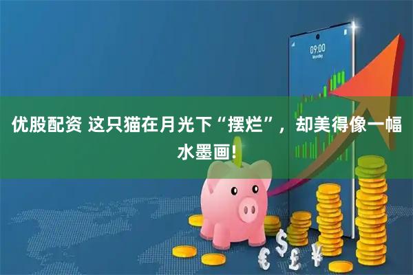 优股配资 这只猫在月光下“摆烂”，却美得像一幅水墨画!